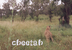 cheetah