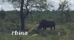 rhino
